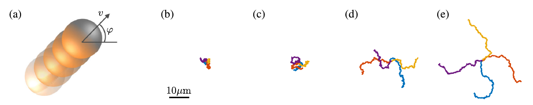 Figure illustrating self-propelled particles in two dimensions.