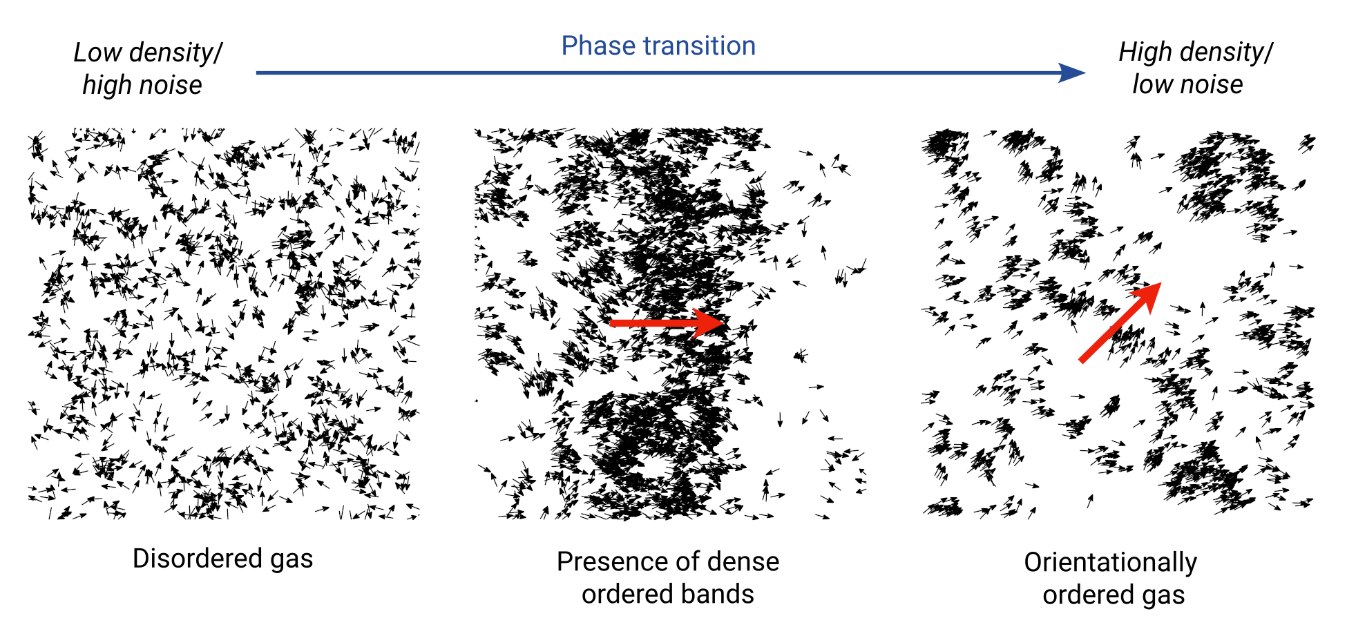 Phases of the self-propelled particle systems in the Vicsek model. Left: for high noise strength, the system is a disordered gas. Middle: for moderate noise and mean density, highly-ordered dense bands travel through a dilute gas. Right: for low noise strength, the whole system is orientationally ordered.