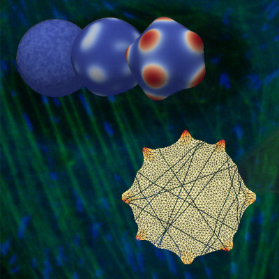 Illustration of mechano-chemical models and models of cell with stress fibers.