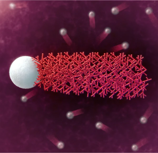 Photo of an actin network growing